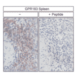 Immunohistochemistry - Anti-EBI2 Antibody (A334533) - Antibodies.com