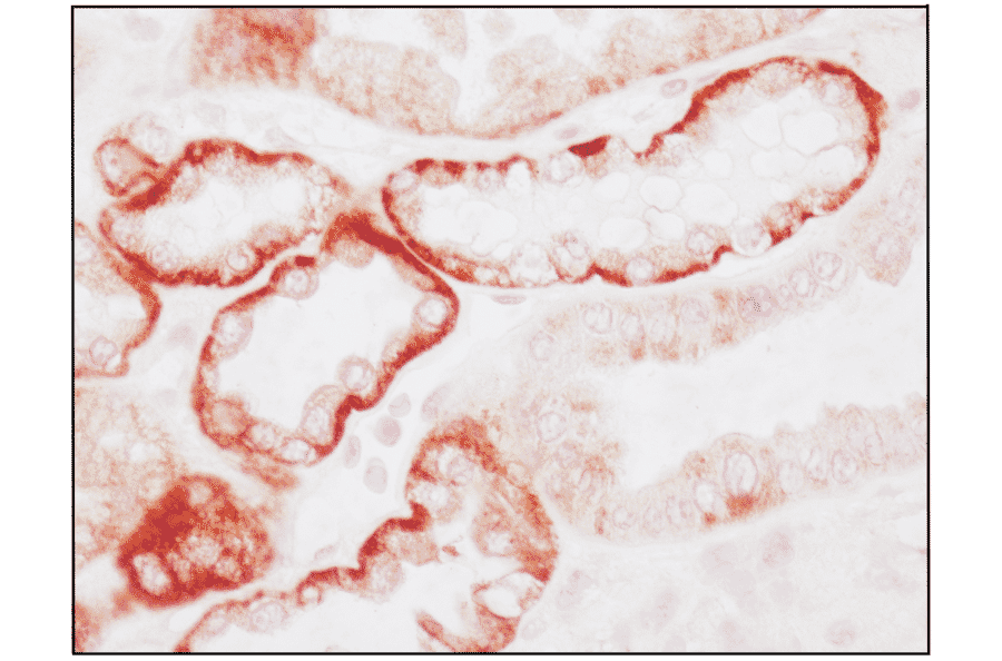Immunohistochemistry - Anti-PTH1R Antibody (A334534) - Antibodies.com