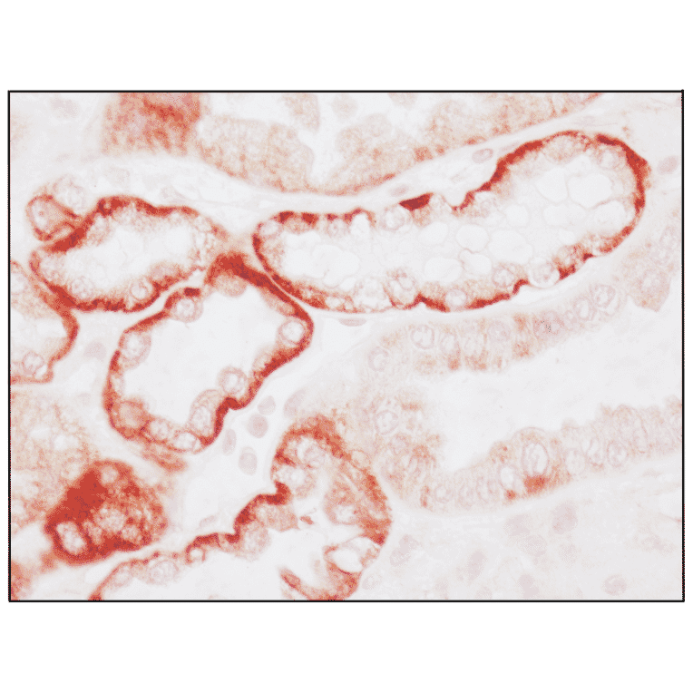 Immunohistochemistry - Anti-PTH1R Antibody (A334534) - Antibodies.com
