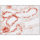 Immunohistochemistry - Anti-PTH1R Antibody (A334534) - Antibodies.com