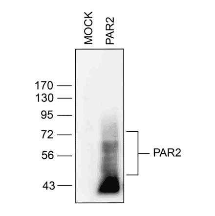Western blot - Anti-PAR2 Antibody (A334538) - Antibodies.com