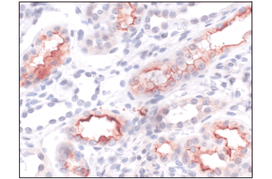 Immunohistochemistry - Anti-PAR2 Antibody (A334538) - Antibodies.com