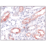 Immunohistochemistry - Anti-PAR2 Antibody (A334538) - Antibodies.com