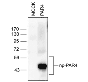 Western blot - Anti-F2RL3 Antibody (A334539) - Antibodies.com