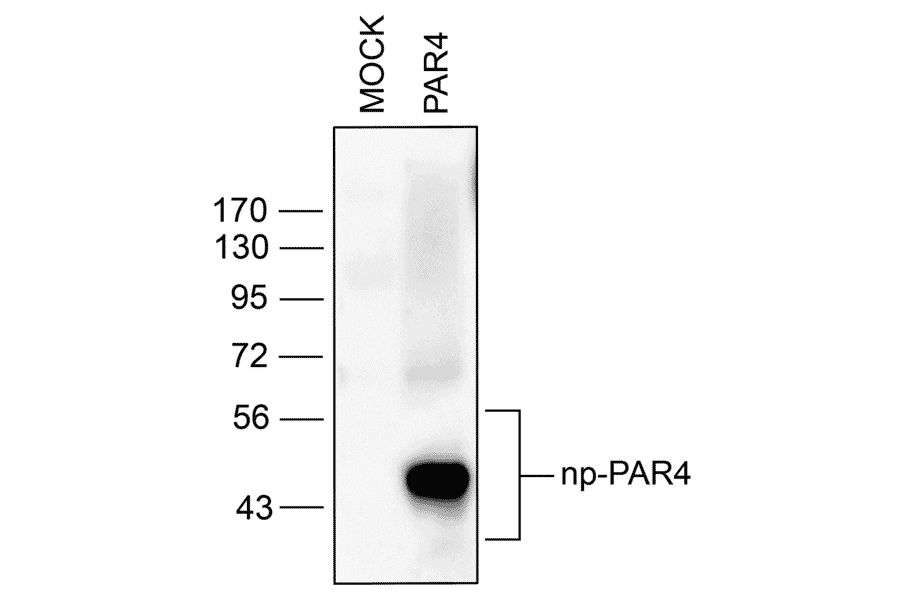 Western blot - Anti-F2RL3 Antibody (A334539) - Antibodies.com