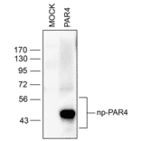 Western blot - Anti-F2RL3 Antibody (A334539) - Antibodies.com