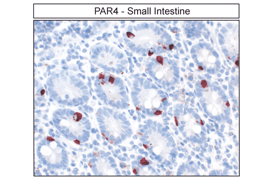 Immunohistochemistry - Anti-F2RL3 Antibody (A334539) - Antibodies.com