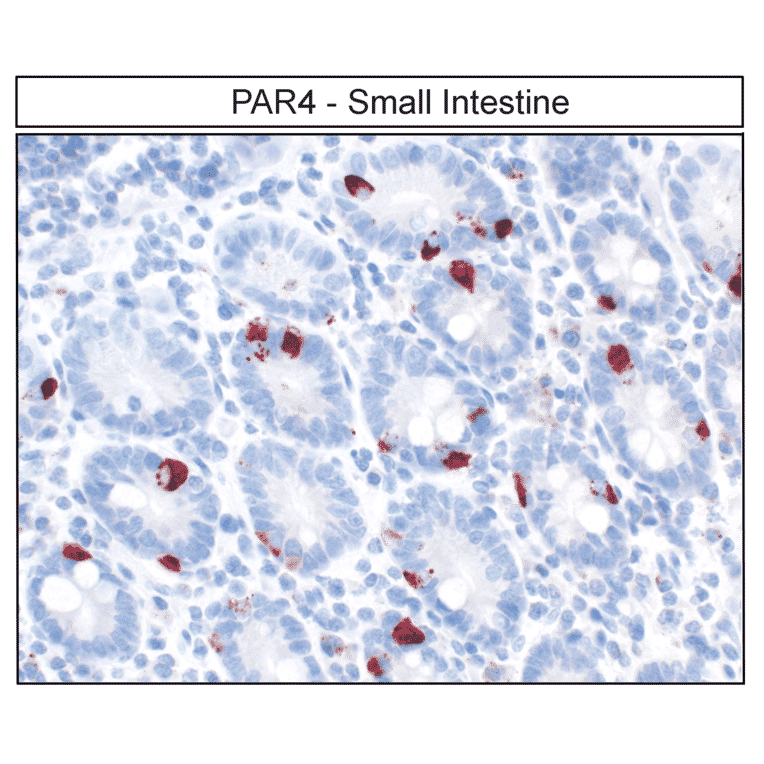Immunohistochemistry - Anti-F2RL3 Antibody (A334539) - Antibodies.com