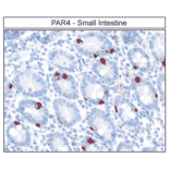 Immunohistochemistry - Anti-F2RL3 Antibody (A334539) - Antibodies.com