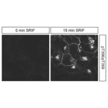 Immunohistochemistry - Anti-SSTR2 (phospho Thr356+ Thr359) Antibody (A334541) - Antibodies.com