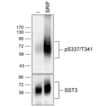 Western blot - Anti-SSTR3 (phospho Ser337 + Thr341) Antibody (A334544) - Antibodies.com