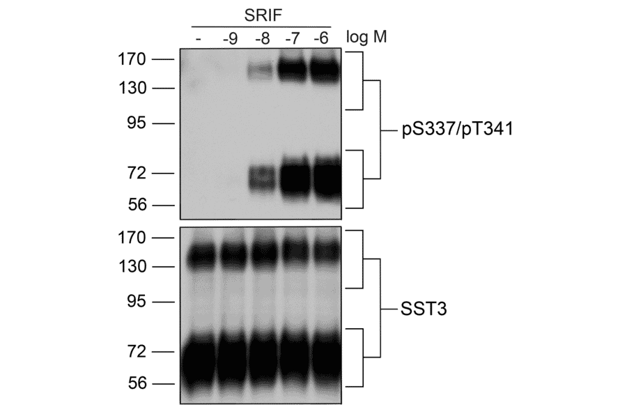Western blot - Anti-SSTR3 (phospho Ser337 + Thr341) Antibody (A334544) - Antibodies.com