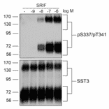 Western blot - Anti-SSTR3 (phospho Ser337 + Thr341) Antibody (A334544) - Antibodies.com