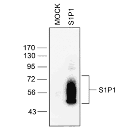 Western blot - Anti-S1P1 Antibody (A334548) - Antibodies.com