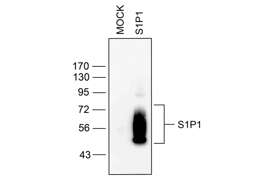 Western blot - Anti-S1P1 Antibody (A334548) - Antibodies.com