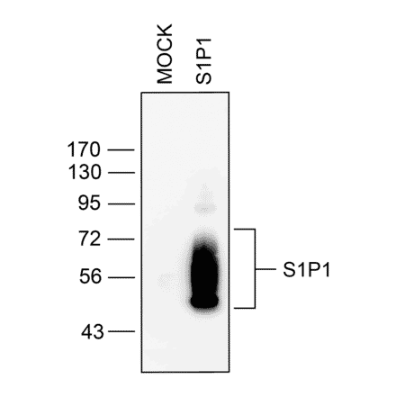 Western blot - Anti-S1P1 Antibody (A334548) - Antibodies.com