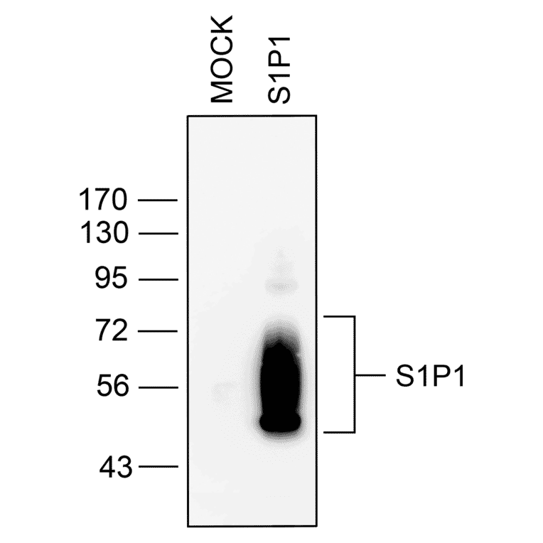 Western blot - Anti-S1P1 Antibody (A334548) - Antibodies.com