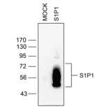 Western blot - Anti-S1P1 Antibody (A334548) - Antibodies.com