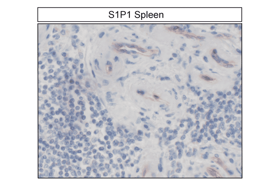 Immunohistochemistry - Anti-S1P1 Antibody (A334548) - Antibodies.com