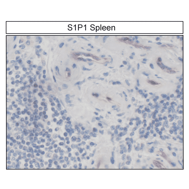 Immunohistochemistry - Anti-S1P1 Antibody (A334548) - Antibodies.com