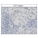 Immunohistochemistry - Anti-S1P1 Antibody (A334548) - Antibodies.com