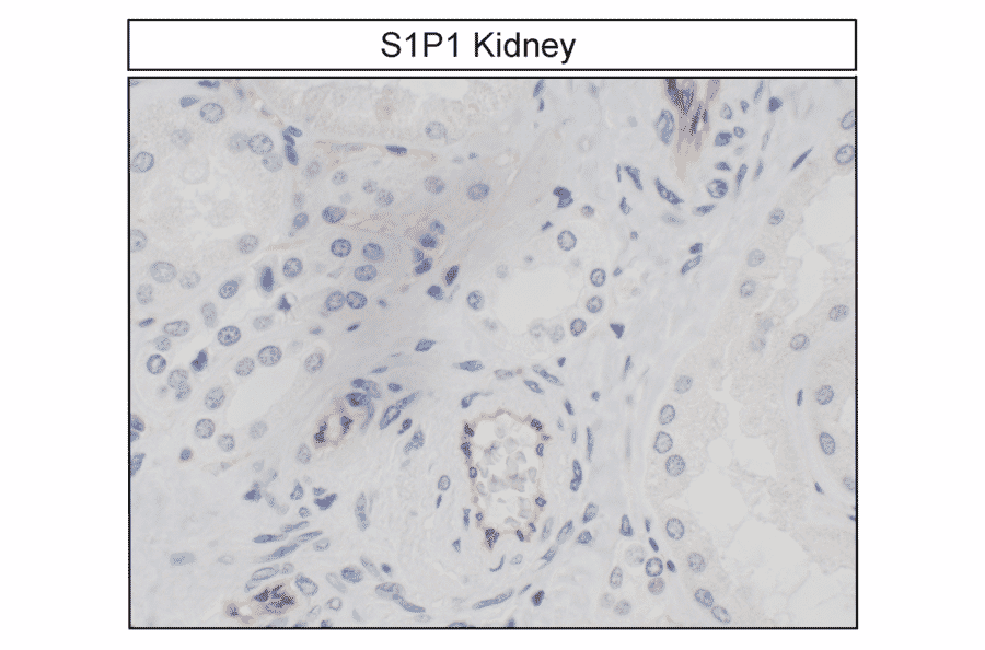 Immunohistochemistry - Anti-S1P1 Antibody (A334548) - Antibodies.com