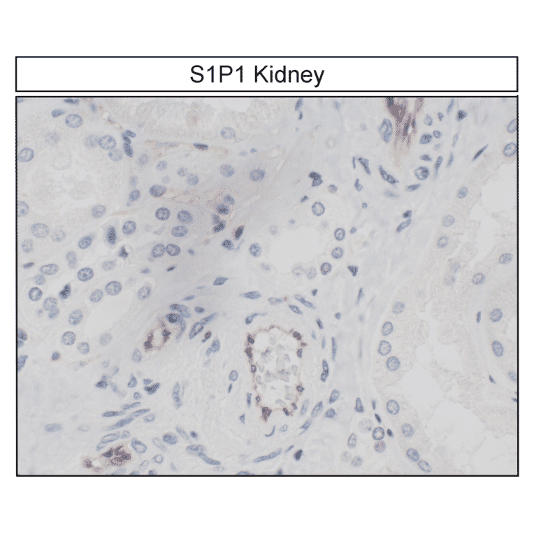 Immunohistochemistry - Anti-S1P1 Antibody (A334548) - Antibodies.com