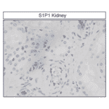 Immunohistochemistry - Anti-S1P1 Antibody (A334548) - Antibodies.com