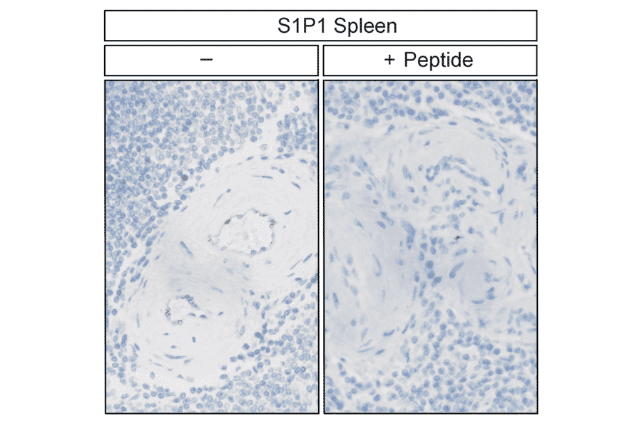 Immunohistochemistry - Anti-S1P1 Antibody (A334548) - Antibodies.com