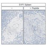 Immunohistochemistry - Anti-S1P1 Antibody (A334548) - Antibodies.com