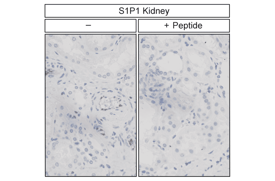 Immunohistochemistry - Anti-S1P1 Antibody (A334548) - Antibodies.com