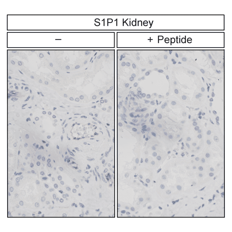 Immunohistochemistry - Anti-S1P1 Antibody (A334548) - Antibodies.com