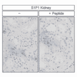 Immunohistochemistry - Anti-S1P1 Antibody (A334548) - Antibodies.com