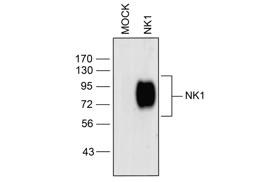 Western blot - Anti-NK1R Antibody (A334551) - Antibodies.com