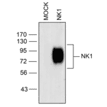 Western blot - Anti-NK1R Antibody (A334551) - Antibodies.com