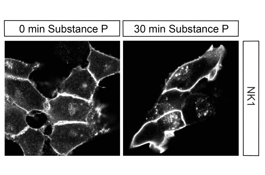 Immunohistochemistry - Anti-NK1R Antibody (A334551) - Antibodies.com