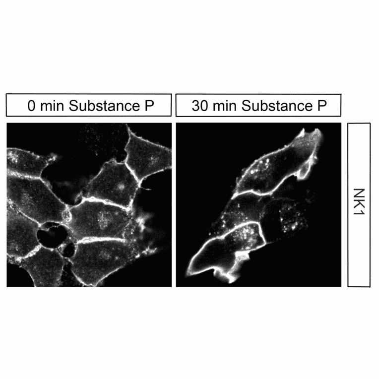 Immunohistochemistry - Anti-NK1R Antibody (A334551) - Antibodies.com