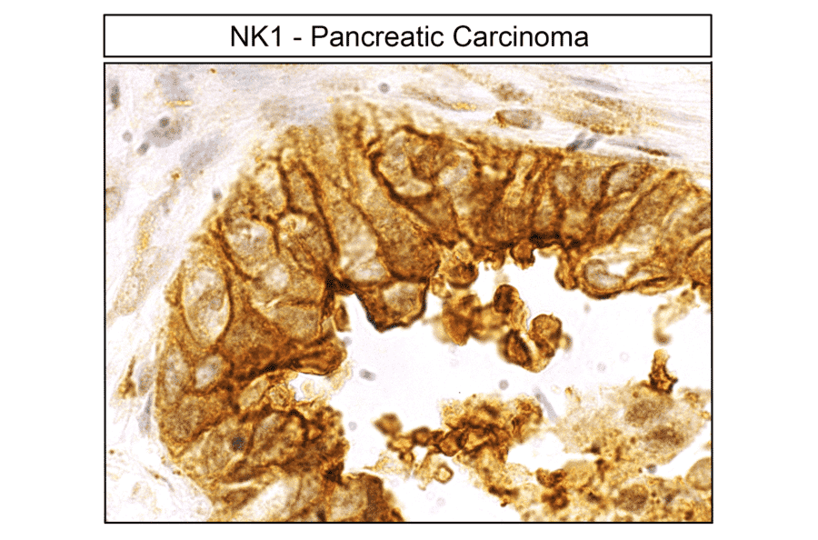 Immunohistochemistry - Anti-NK1R Antibody (A334551) - Antibodies.com