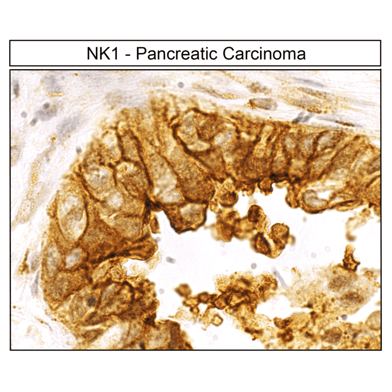 Immunohistochemistry - Anti-NK1R Antibody (A334551) - Antibodies.com