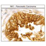 Immunohistochemistry - Anti-NK1R Antibody (A334551) - Antibodies.com