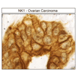 Immunohistochemistry - Anti-NK1R Antibody (A334551) - Antibodies.com