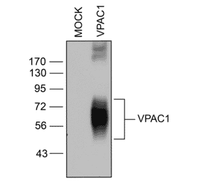 Western blot - Anti-VIP Receptor 1 Antibody (A334554) - Antibodies.com