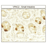 Immunohistochemistry - Anti-VPAC2 Antibody (A334555) - Antibodies.com
