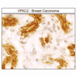 Immunohistochemistry - Anti-VPAC2 Antibody (A334555) - Antibodies.com