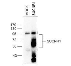 Immunohistochemistry - Anti-SUCNR1/amino acids./amino acids. Antibody (A334556) - Antibodies.com