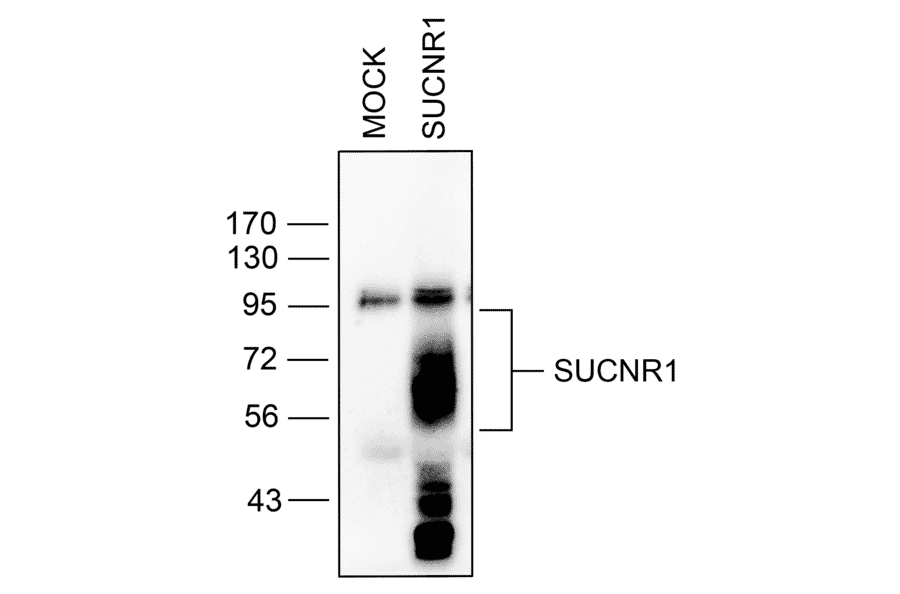 Immunohistochemistry - Anti-SUCNR1/amino acids./amino acids. Antibody (A334556) - Antibodies.com