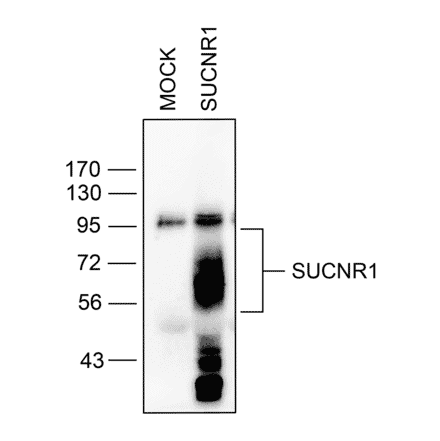 Immunohistochemistry - Anti-SUCNR1/amino acids./amino acids. Antibody (A334556) - Antibodies.com