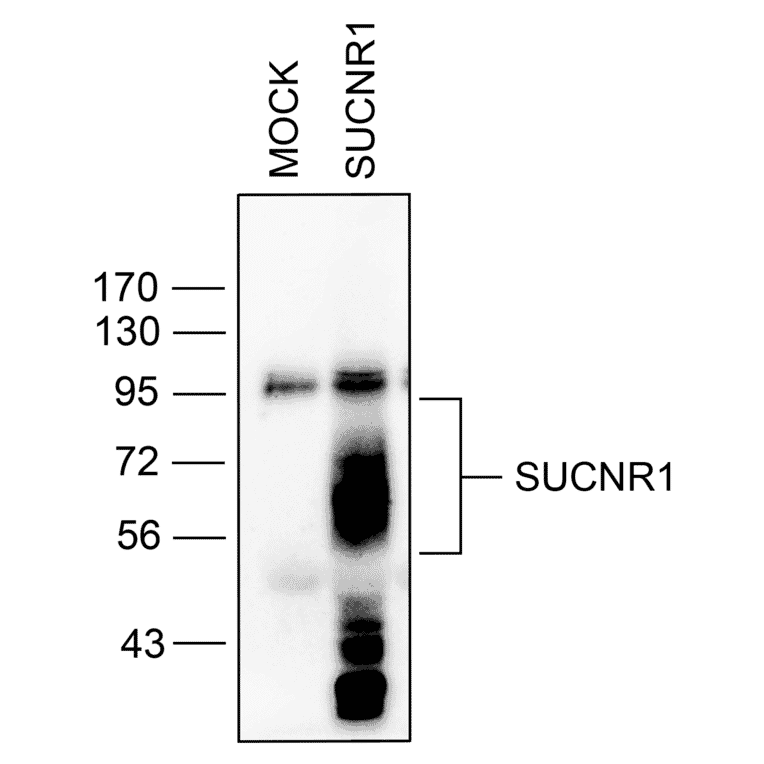 Immunohistochemistry - Anti-SUCNR1/amino acids./amino acids. Antibody (A334556) - Antibodies.com