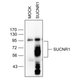 Immunohistochemistry - Anti-SUCNR1/amino acids./amino acids. Antibody (A334556) - Antibodies.com