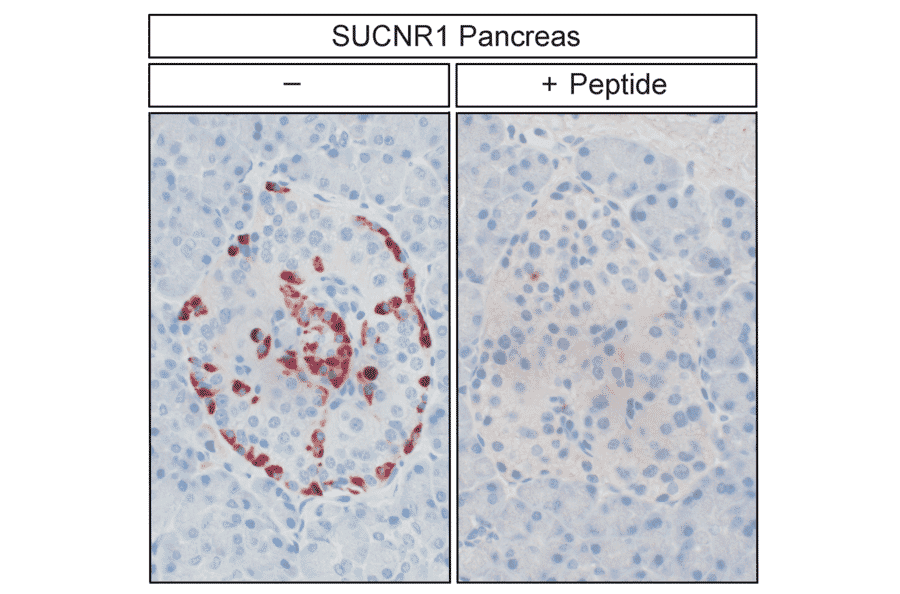 Immunohistochemistry - Anti-SUCNR1/amino acids./amino acids. Antibody (A334556) - Antibodies.com